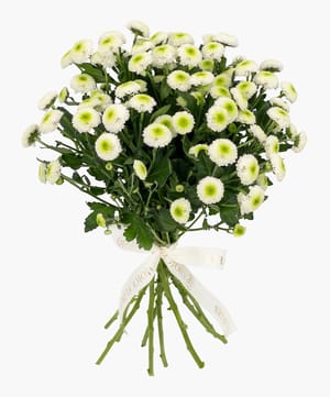 grace bunch chrysanthemum online flower delivery Dubai and Abu Dhabi