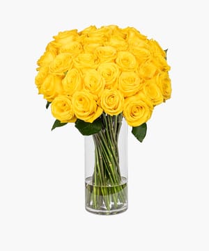 Yellow Roses