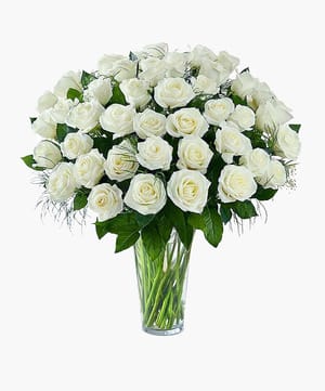 Classic White Roses