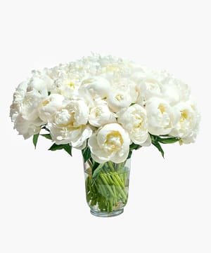 Classic White Peony