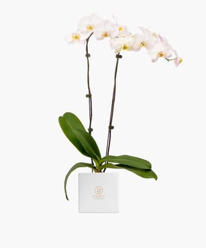 Phalaenopsis Plant Big