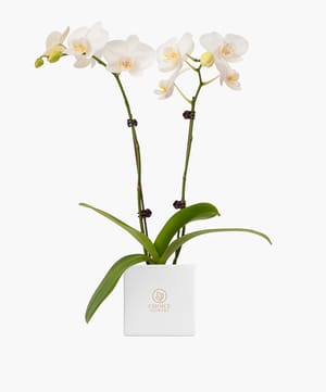 Phalaenopsis Plant Small