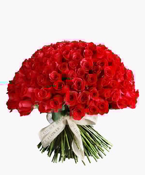 Red Rose Love