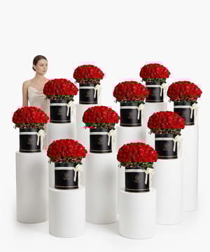 Queen’s Desire Red Rose