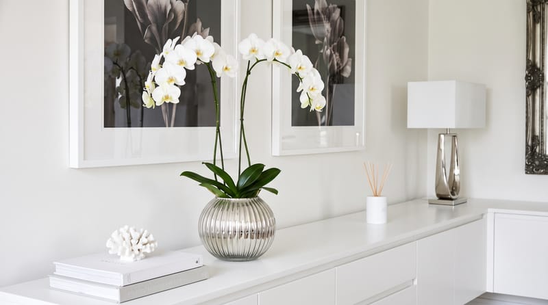 Curated sculptural plant