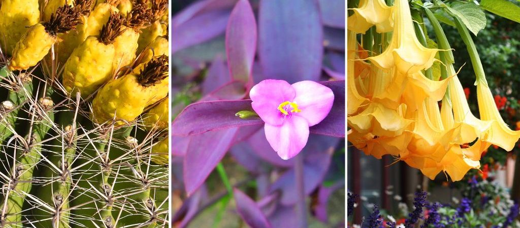 Popular Flowers in Abu Dhabi on Winter Season