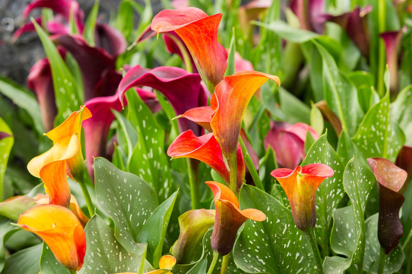 Calla Lily : Lesser known flowers around the world