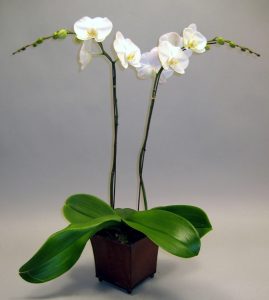 Phalaenopsis-online-delivery