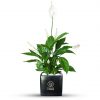 Spathiphyllum in Black Vase