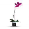 Purple Orchid Phalaenopsis plant in Black Vase