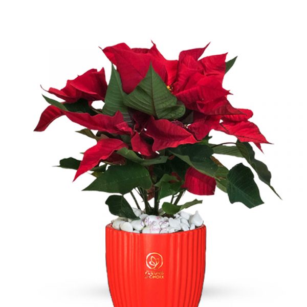 Christmas Special Plant in Zoom1