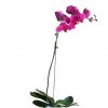 Purple Orchid Phalaenopsis plant in Black Vase zoom 1