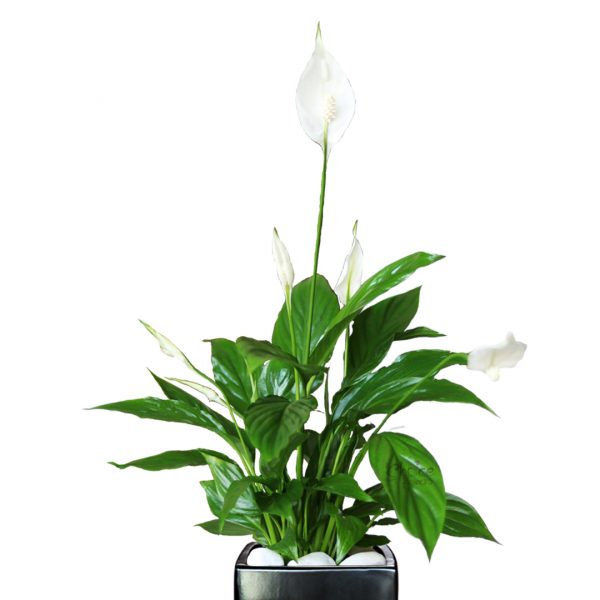 Spathiphyllum Black Vase Zoom