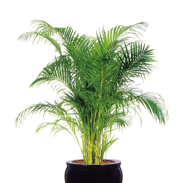 Areca Palm Plant Zoom