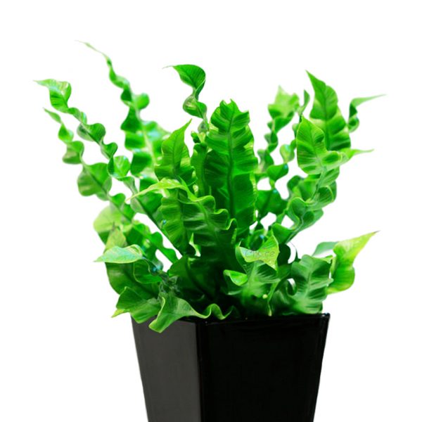 Asplenium Crispy Wave Plant