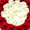 Red and White Roses in Box Zoom 2