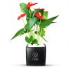Anthurium Plant in Black Vase