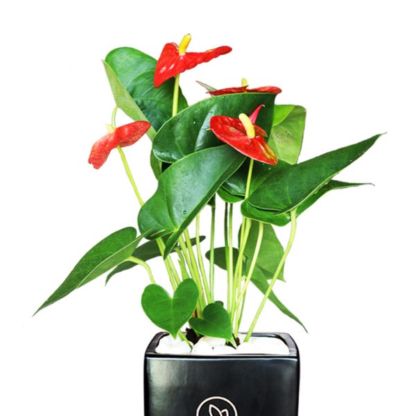 Anthurium Plant Black Vase Zoom