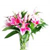 Pink Orinetal Lilly in Glass Vase Zoom 1