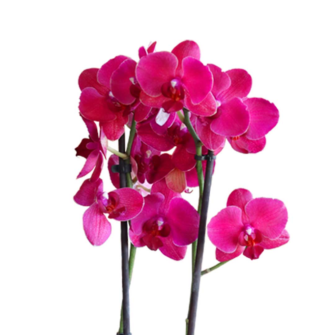 Purple Orchid Phalaenopsis Plant | Phalaenopsis Double Purple