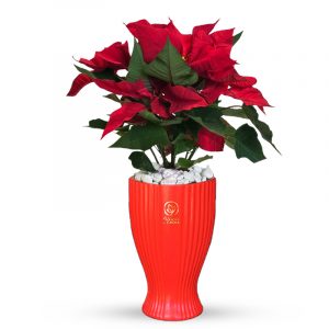 Christmas Special Plant in Red Vase