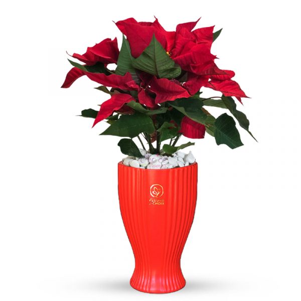 Christmas Special Plant in Red Vase