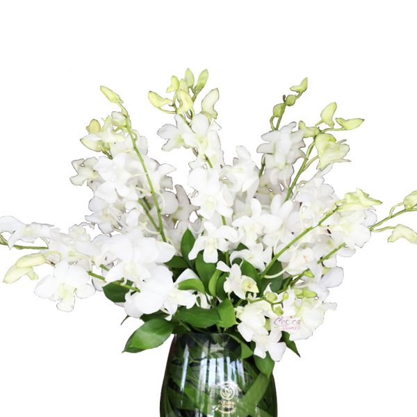White Orchids in Vase Zoom 1