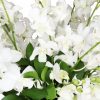 White Orchids in Vase Zoom 2