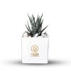 Howarthia Succulent Plant in White Vase