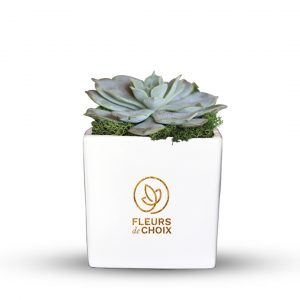 Echeiveria Succulent Plant in White Vase