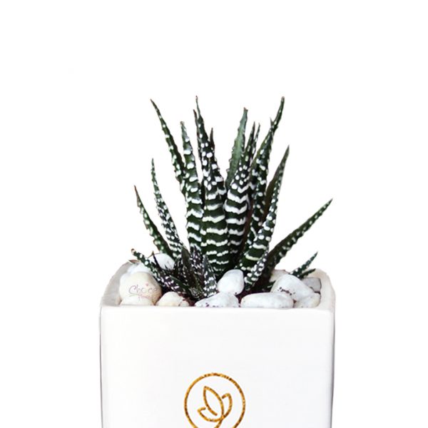 Howarthia Succulent Plant in White Vase Zoom