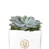 Echeiveria Succulent Plant in White Vase Zoom