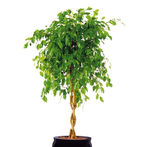 Ficus Benjamina Twisted Zoom 1