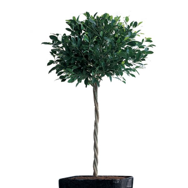 Ficus Twisted Zoom 1