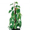 Red Emerald Philodendron Zoom 1