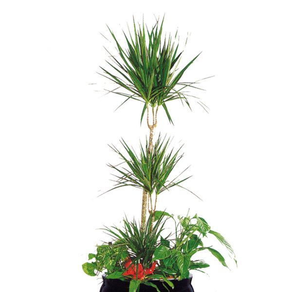 Dracaena Marginata Zoom1