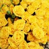 Yellow Baby Roses Zoom