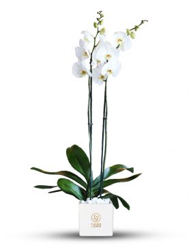 Phalaenopsis Double ( White)