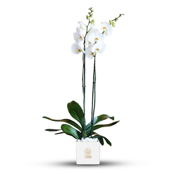 White Orchid Phalaenopsis plant in White Vase