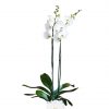 White Orchid Phalaenopsis plant in White Vase Zoom