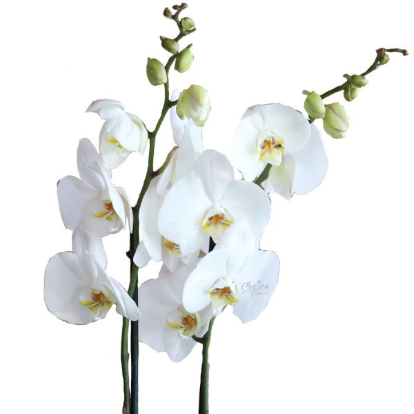 White Orchid Phalaenopsis plant Zooom