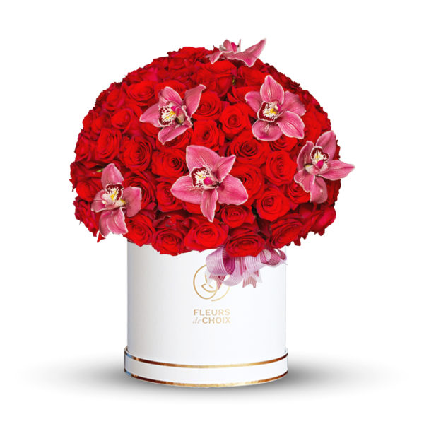 Big Red Rose Cymbidium Premium White Box