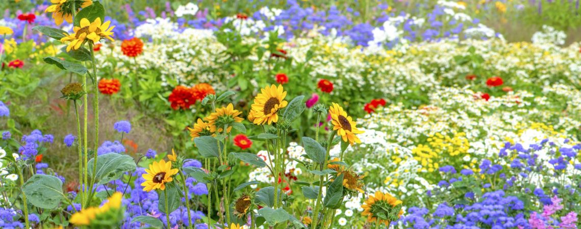 Best Flowers that Bloom in summer for your Home Garden