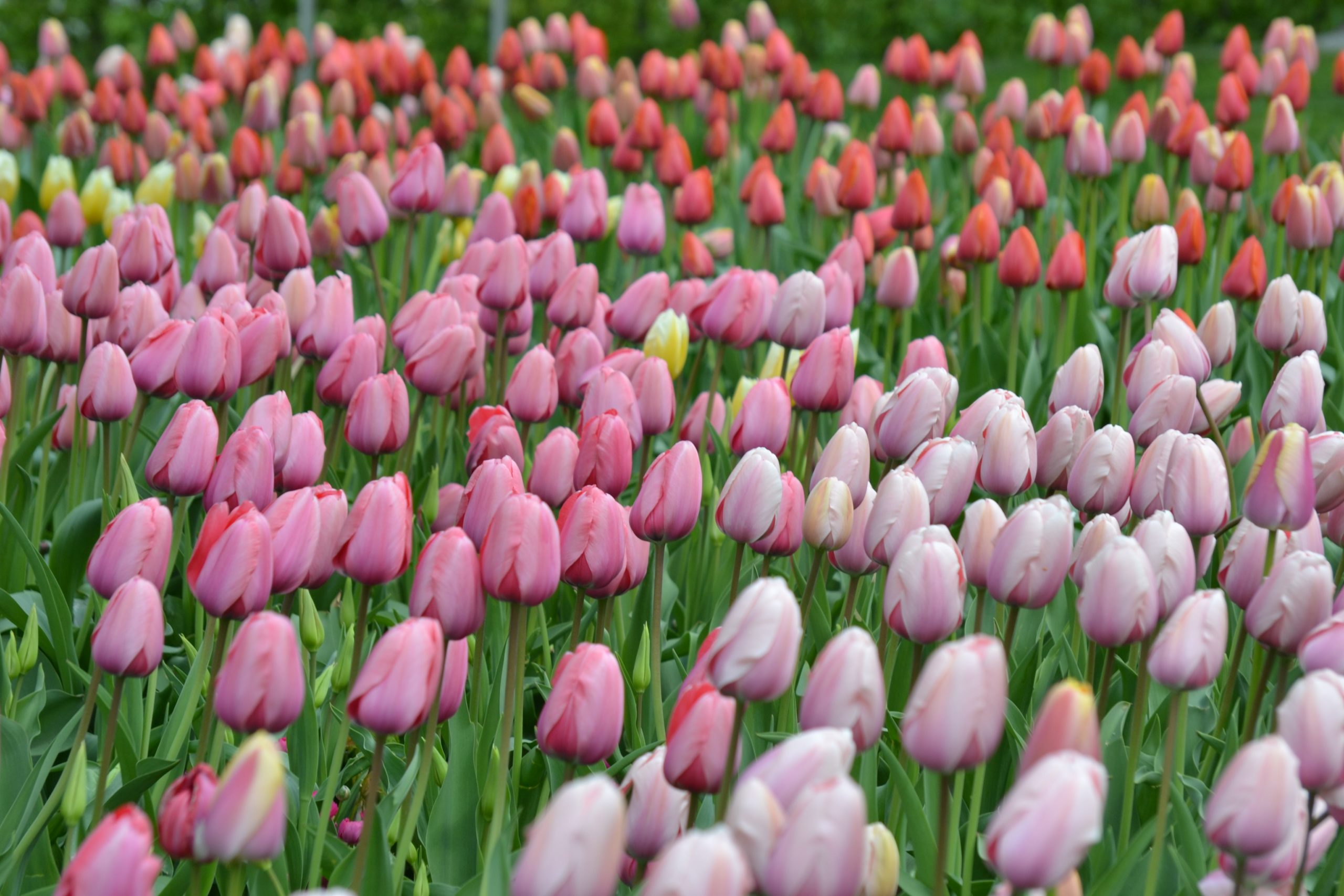 The Symbolism Behind Tulips flowers