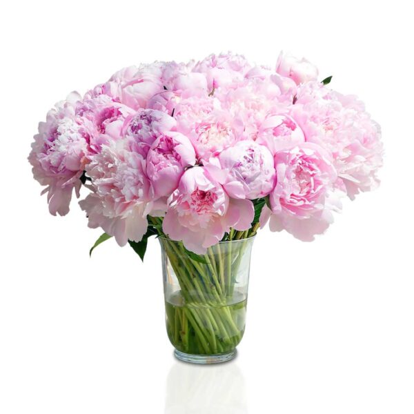 Perfect Peony