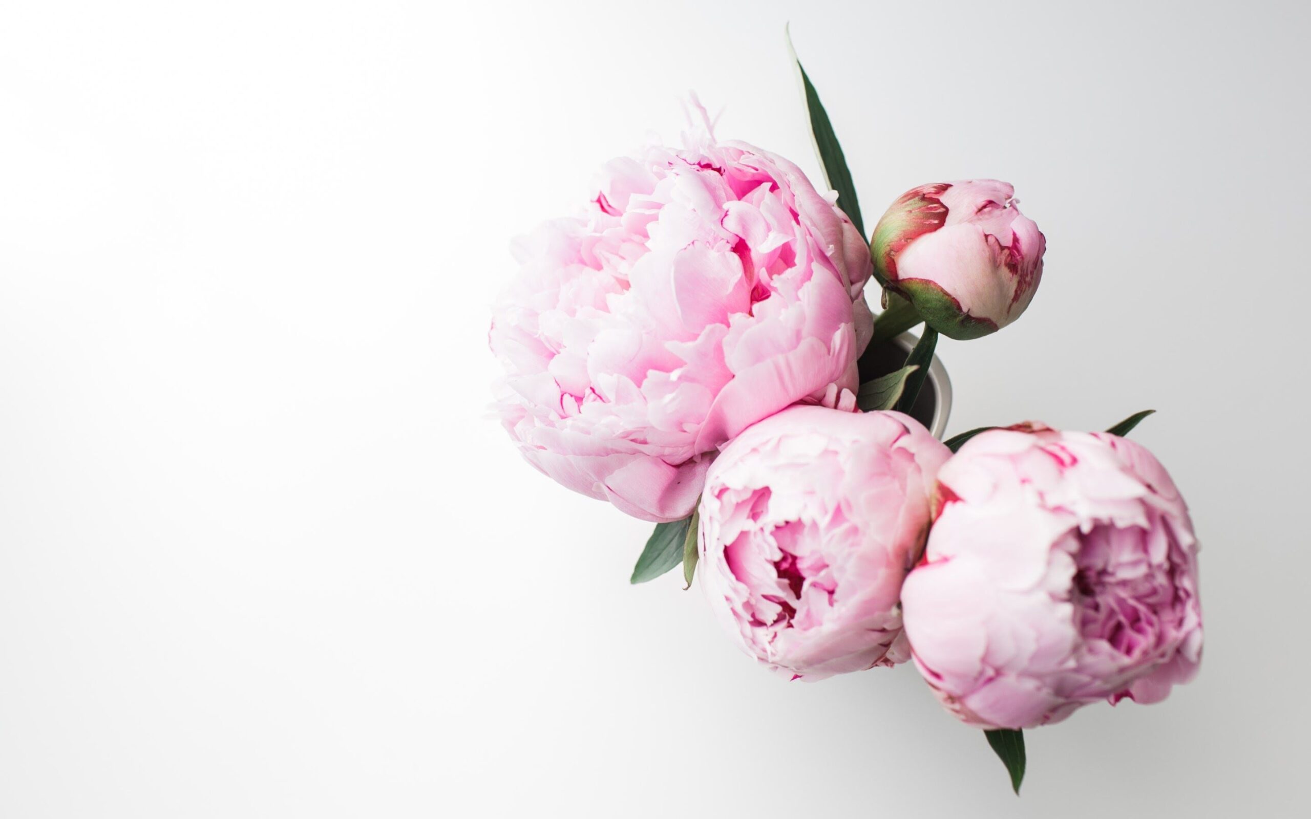 Importance of peony flowers - Choiceflowersuae