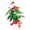 white-vase