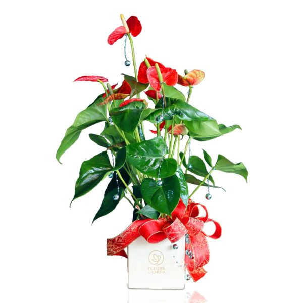 Xmas-anthurium-vase