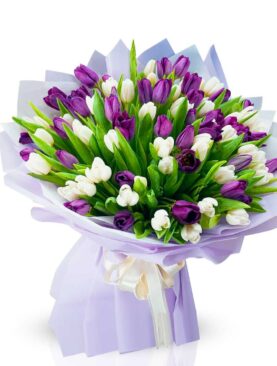 Violet Tulip Serenade