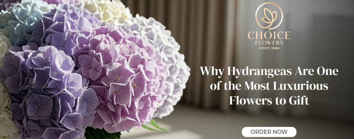 Why Hydrangeas Are One of the Most Luxurious Flowers to Gift